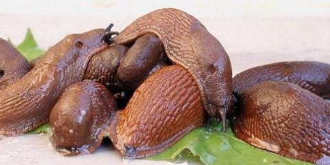 Kako se riješiti puževa na jagodama